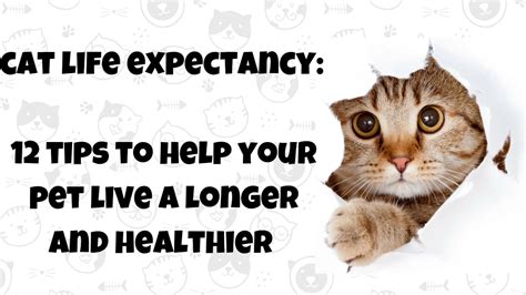 life expectancy of cat equipment